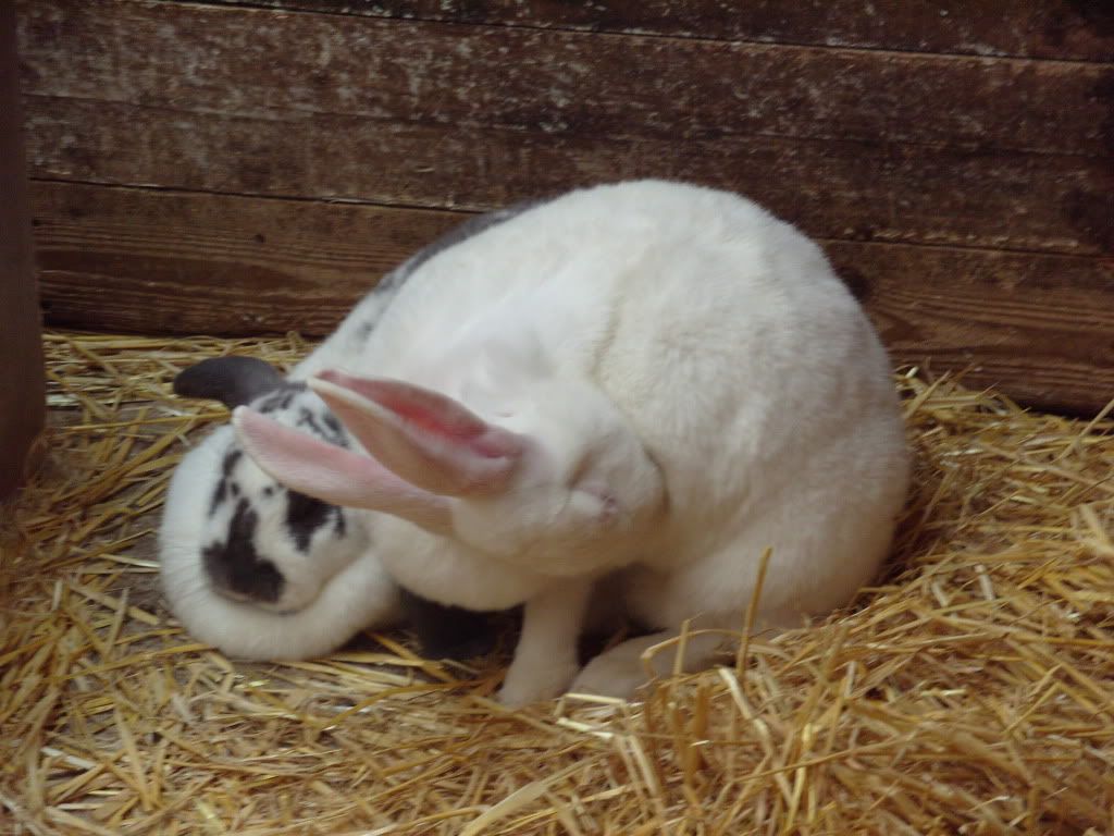 Rabbit Farm Pictures, Images & Photos Photobucket