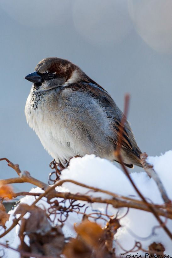 IMAGE: http://i417.photobucket.com/albums/pp252/Paxonator/IMG_1574_FB_Sharp_WM.jpg