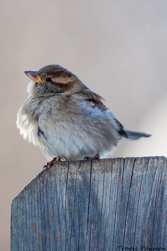 IMAGE: http://i417.photobucket.com/albums/pp252/Paxonator/IMG_1630-2_FB_Sharp_WM.jpg