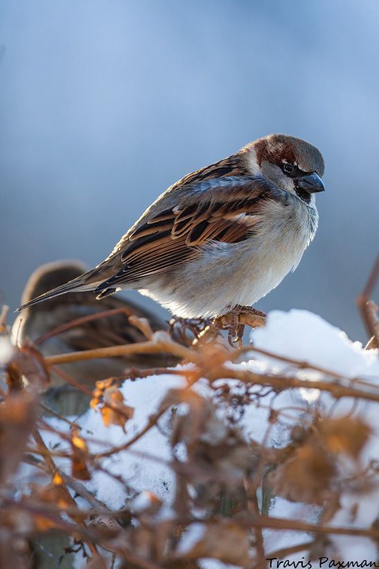 IMAGE: http://i417.photobucket.com/albums/pp252/Paxonator/IMG_1651_FB_Sharp_WM.jpg