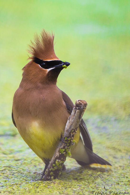 IMAGE: http://i417.photobucket.com/albums/pp252/Paxonator/Wildlife/IMG_1053_FB_Sharp_WM_zps34ba5d64.jpg