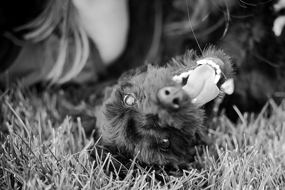 IMAGE: http://i417.photobucket.com/albums/pp252/Paxonator/Wildlife/IMG_1237_FB_Sharp2.jpg