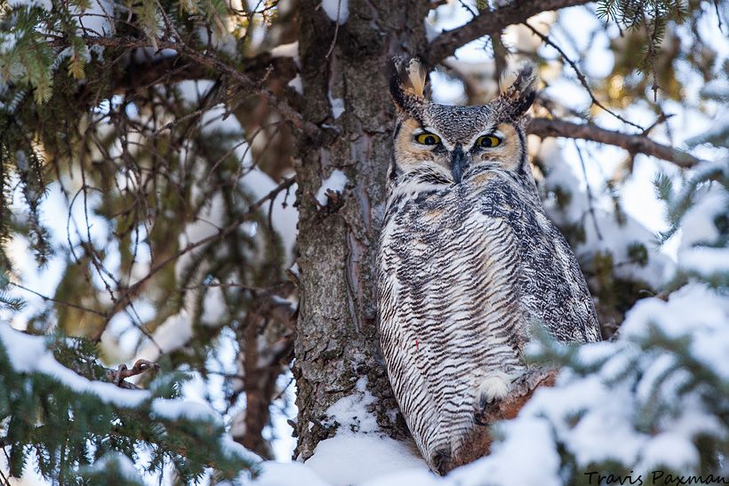 IMAGE: http://i417.photobucket.com/albums/pp252/Paxonator/Wildlife/IMG_1598_FB_Sharp_WM.jpg