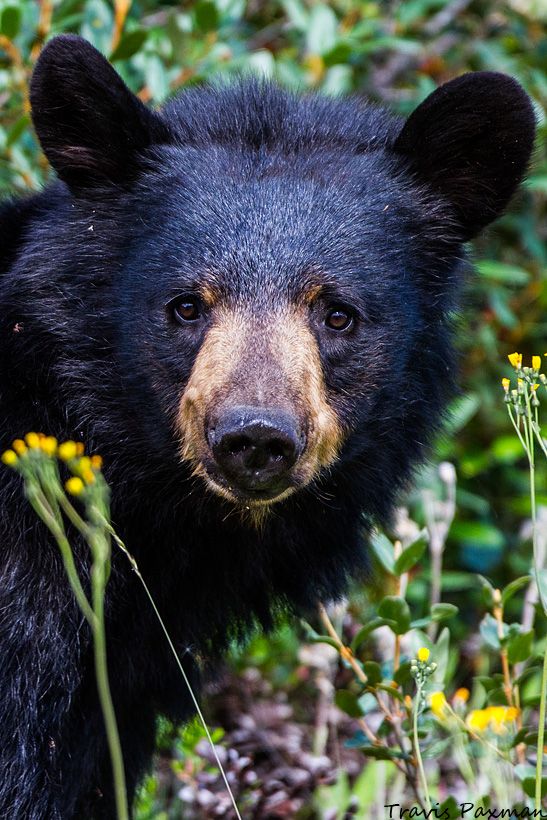 IMAGE: http://i417.photobucket.com/albums/pp252/Paxonator/Wildlife/IMG_2903_FB_Sharp.jpg