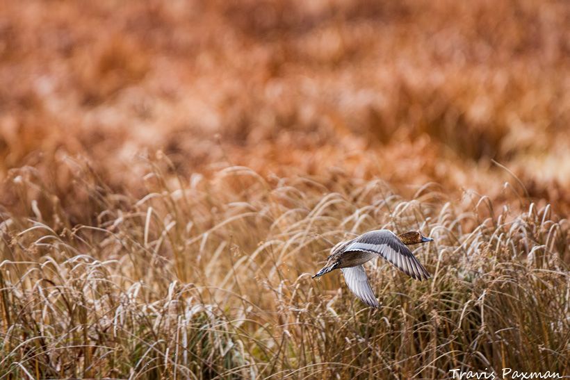 IMAGE: http://i417.photobucket.com/albums/pp252/Paxonator/Wildlife/IMG_5103_FB_Sharp_WM_zps505e5a49.jpg