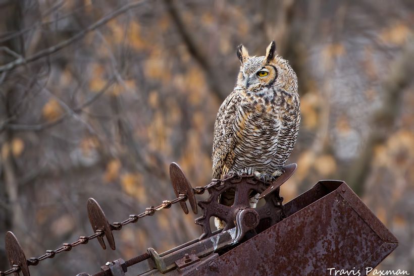 IMAGE: http://i417.photobucket.com/albums/pp252/Paxonator/Wildlife/IMG_5212_FB_Sharp_WM_zps2a0920f7.jpg