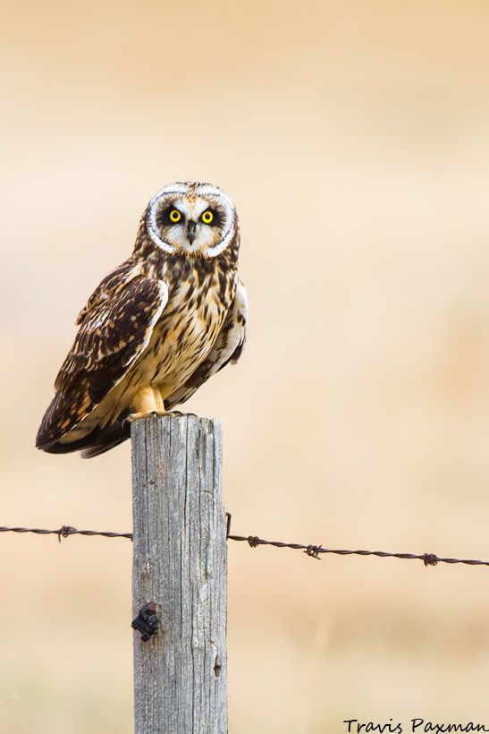 IMAGE: http://i417.photobucket.com/albums/pp252/Paxonator/Wildlife/IMG_5233_FB_Sharp_WM_zps4f230628.jpg