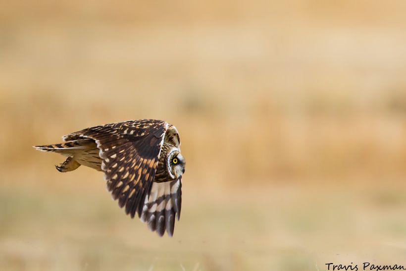 IMAGE: http://i417.photobucket.com/albums/pp252/Paxonator/Wildlife/IMG_5237-2e_FB_Sharp_WM_zps1f7cd688.jpg