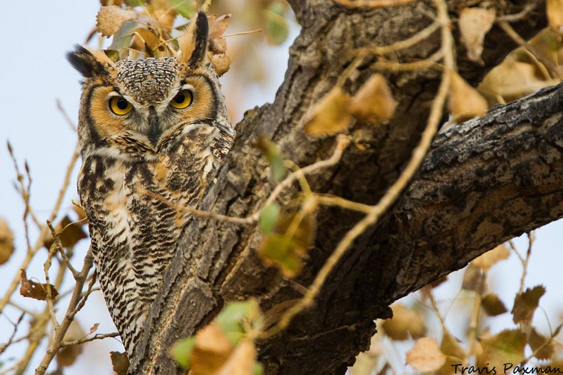 IMAGE: http://i417.photobucket.com/albums/pp252/Paxonator/Wildlife/IMG_5409_FB_Sharp_WM_zpsc63dc949.jpg