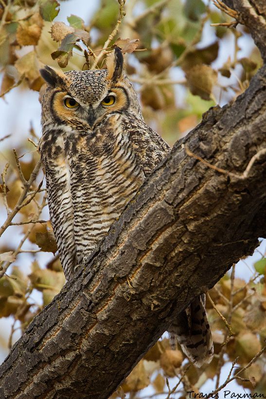 IMAGE: http://i417.photobucket.com/albums/pp252/Paxonator/Wildlife/IMG_5442_FB_Sharp_WM_zps47039034.jpg