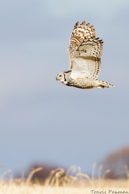 IMAGE: http://i417.photobucket.com/albums/pp252/Paxonator/Wildlife/IMG_5621_FB_Sharp_WM.jpg