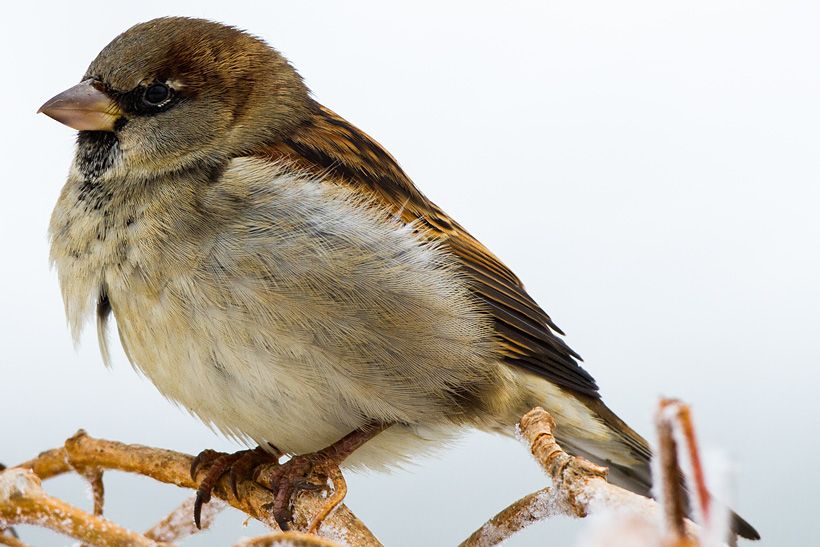 IMAGE: http://i417.photobucket.com/albums/pp252/Paxonator/Wildlife/IMG_5950_FB_Sharp_zps42d52837.jpg