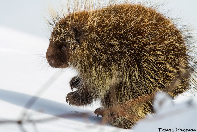 IMAGE: http://i417.photobucket.com/albums/pp252/Paxonator/Wildlife/IMG_6631_FB_Sharp_WM_zps5e724e92.jpg