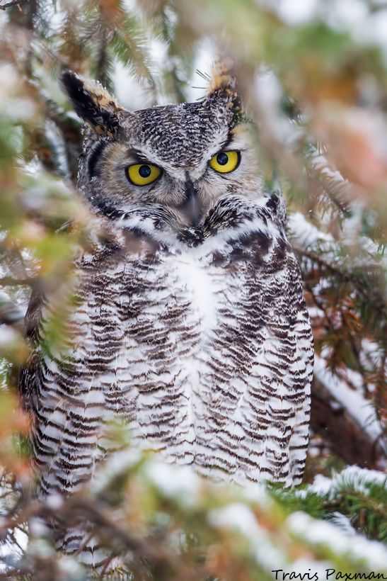 IMAGE: http://i417.photobucket.com/albums/pp252/Paxonator/Wildlife/IMG_7174_FB_Sharp_WM_zpsb9a40fa8.jpg