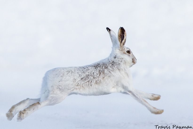 IMAGE: http://i417.photobucket.com/albums/pp252/Paxonator/Wildlife/IMG_7414_FB_Sharp_WM_zpsdf61624a.jpg