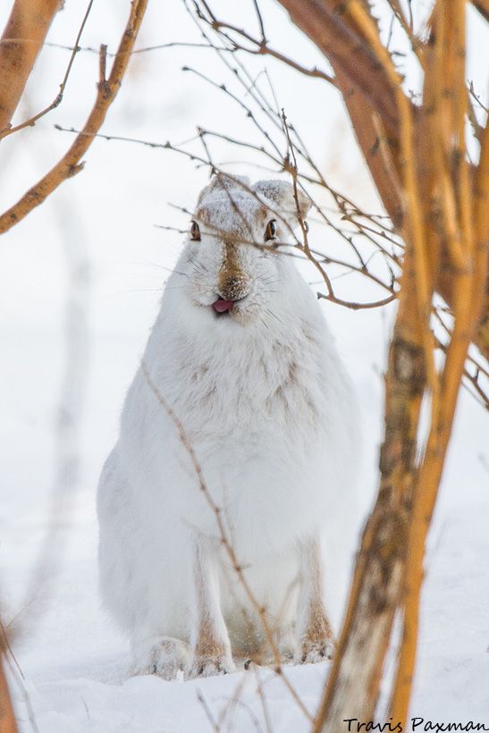 IMAGE: http://i417.photobucket.com/albums/pp252/Paxonator/Wildlife/IMG_7434_FB_Sharp_WM_zps43c9d8e2.jpg