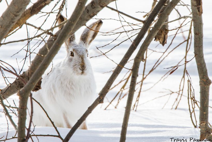 IMAGE: http://i417.photobucket.com/albums/pp252/Paxonator/Wildlife/IMG_7440_FB_Sharp_WM_zps3be80596.jpg