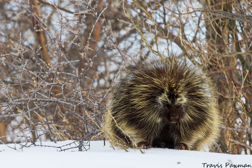 IMAGE: http://i417.photobucket.com/albums/pp252/Paxonator/Wildlife/IMG_7817_FB_Sharp_WM_zpsc4a13ef2.jpg