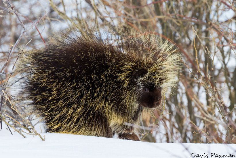 IMAGE: http://i417.photobucket.com/albums/pp252/Paxonator/Wildlife/IMG_7830_FB_Sharp_WM_zpsd72ea623.jpg