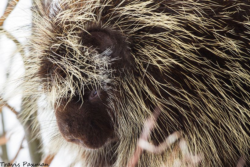 IMAGE: http://i417.photobucket.com/albums/pp252/Paxonator/Wildlife/IMG_7933_FB_Sharp_WM_zpsa37f2c1d.jpg