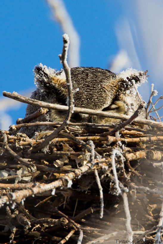 IMAGE: http://i417.photobucket.com/albums/pp252/Paxonator/Wildlife/IMG_9293_FB_Sharp_WM_zps68f8e4c4.jpg