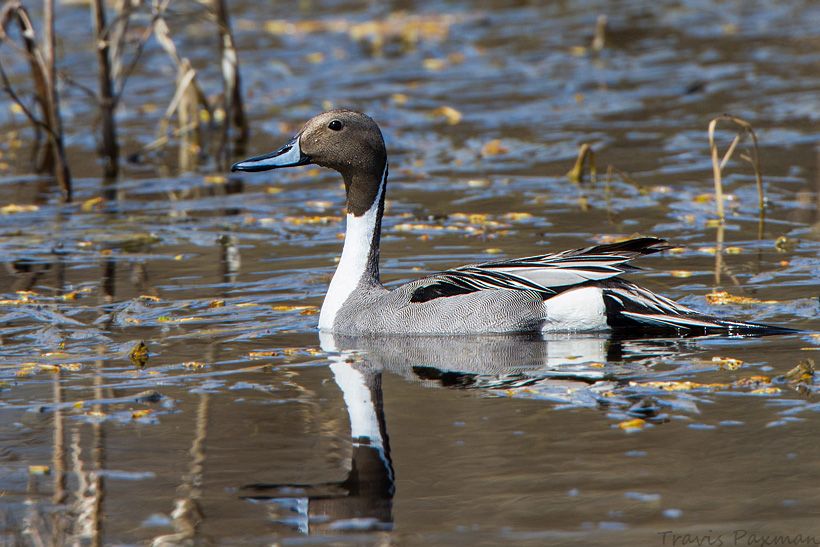 IMAGE: http://i417.photobucket.com/albums/pp252/Paxonator/Wildlife/_MG_0152_FB_Sharp_WM_zps29739787.jpg