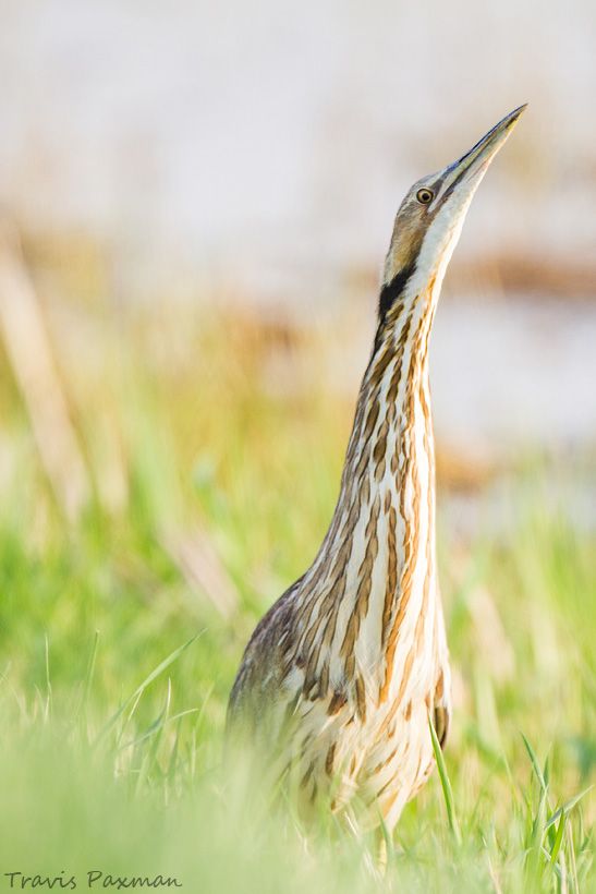 IMAGE: http://i417.photobucket.com/albums/pp252/Paxonator/Wildlife/_MG_0671_FB_Sharp_WM_zps06e572b3.jpg