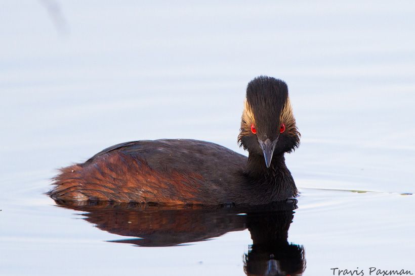 IMAGE: http://i417.photobucket.com/albums/pp252/Paxonator/Wildlife/_MG_0874_FB_Sharp_WM_zpsdb8a6f53.jpg