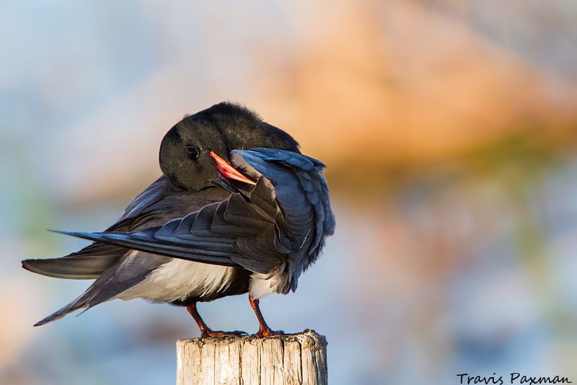 IMAGE: http://i417.photobucket.com/albums/pp252/Paxonator/Wildlife/_MG_1108_FB_Sharp_WM_zps968604f7.jpg