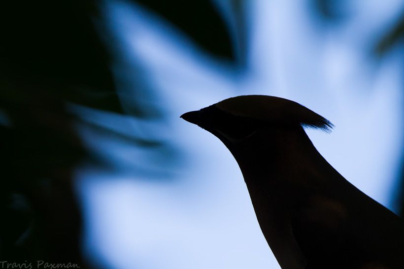 IMAGE: http://i417.photobucket.com/albums/pp252/Paxonator/Wildlife/_MG_2461_FB_Sharp_WM_zpsac1bd8a9.jpg