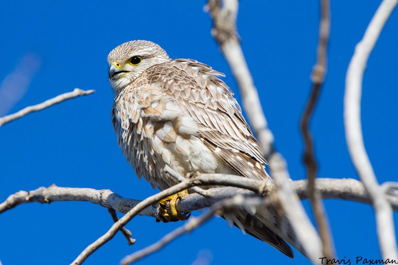 IMAGE: http://i417.photobucket.com/albums/pp252/Paxonator/Wildlife/_MG_9634_FB_Sharp_WM_zps67142c3d.jpg