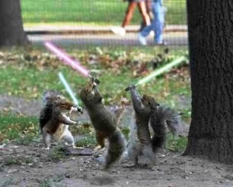 Light Saber Squirrels Pictures, Images and Photos