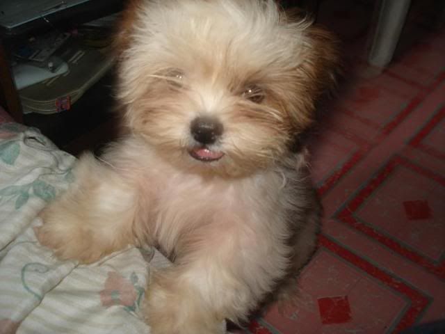 Shih+tzu+puppies+brown+and+white