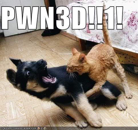 cat-pwns-dog.jpg