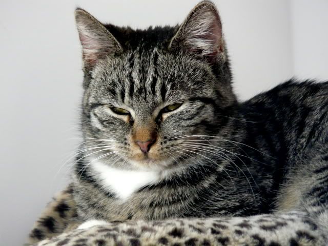 Obrazek
