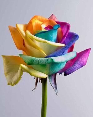 281tn_cauvong3.jpg picture by da15_tnhat