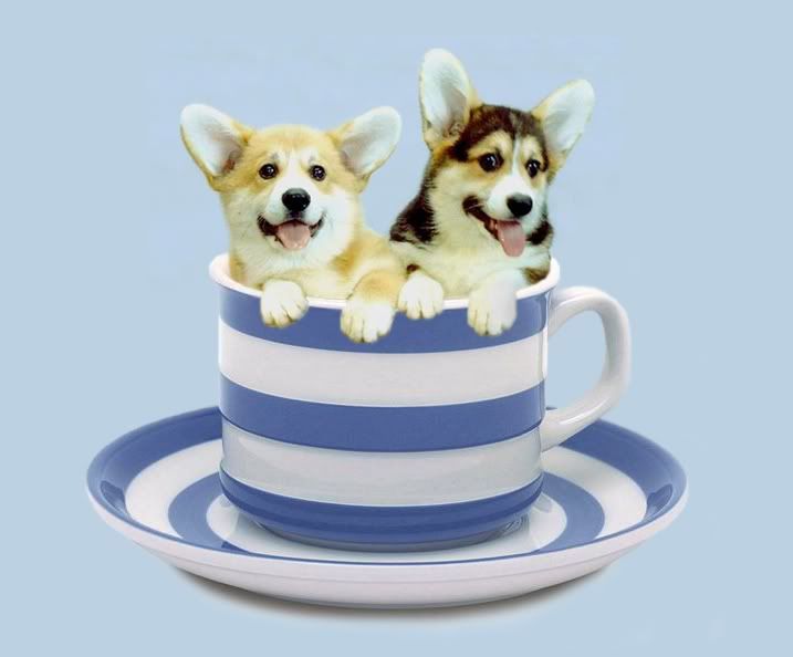 corgiinacup.jpg