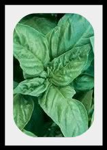 Basil-1.jpg picture by lorriejd