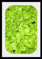 LettuceSaladBowl-3.jpg picture by lorriejd