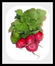 Radish-1.jpg picture by lorriejd