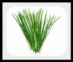 chives-2.jpg picture by lorriejd