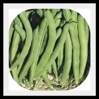 greenbeans-1-1.jpg picture by lorriejd