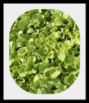 oakleaflettuce-2-1.jpg picture by lorriejd