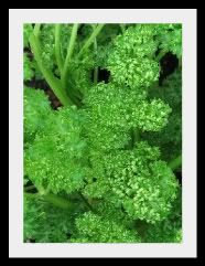 parsley-1-2.jpg picture by lorriejd