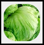 LettuceCrispheadiceberg-1.jpg image by lorriejd
