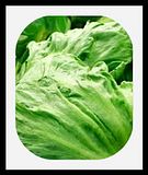 LettuceCrispheadiceberg-2.jpg image by lorriejd