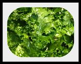 beforekale.jpg image by lorriejd