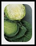 cabbage-2.jpg image by lorriejd