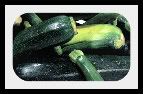 zucchiniblackbeauty.jpg image by lorriejd