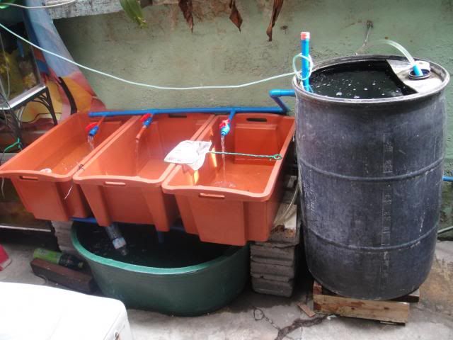 Backyard Aquaponics • View topic - my chift(cheap) pist aquaponic